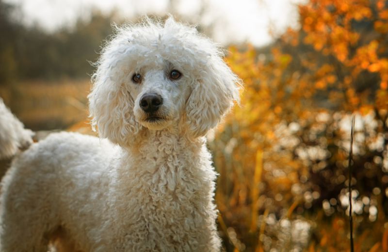 Hunde für Allergiker: Pudel