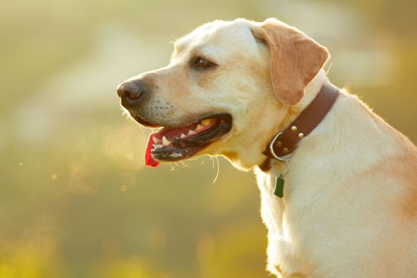Hunde für Anfänger: Labrador Retriever