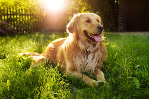 Hunde für Anfänger: Golden Retriever