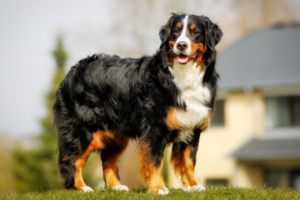 Hunde für Anfänger: Berner Sennenhund