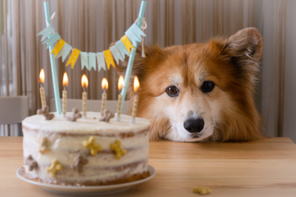 hundegeburtstag