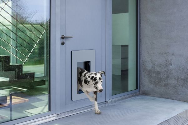 Hund läuft durch Hundeklappe