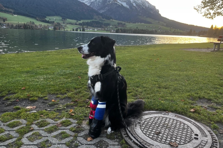 Hundeleben nach schwerem Unfall