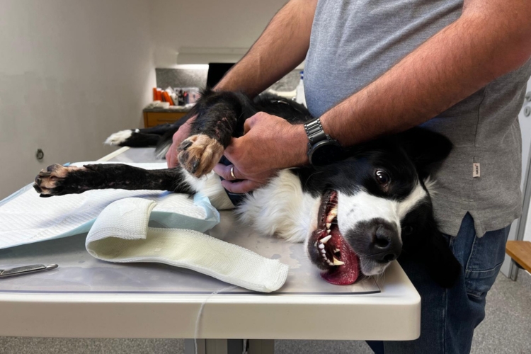 Hundeleben nach schwerem Unfall