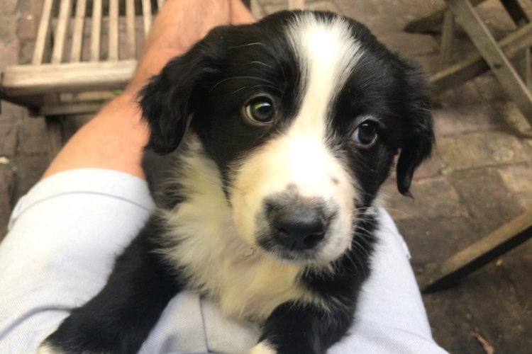 Hundeleben nach schwerem Unfall(2)