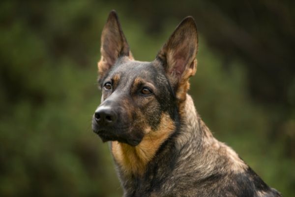 Schäferhund vor einem dunkelgrünen Hintergrund.