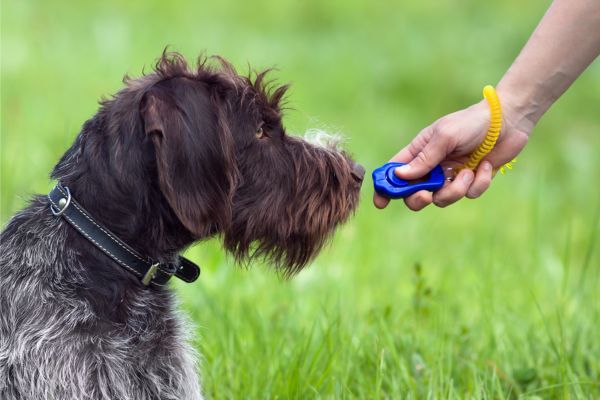 Brauner Hund schaut einen Trainingsclicker an.