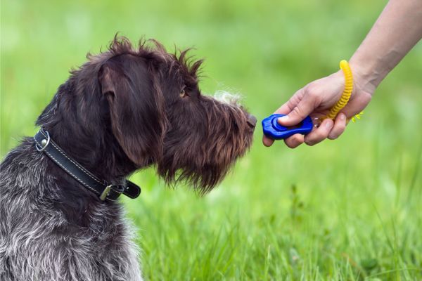 Brauner Hund schaut einen Trainingsclicker an. 