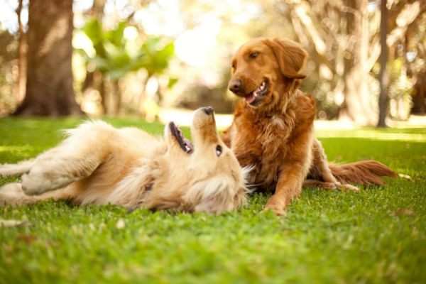 Zwei beige Hunde spielen auf einer Wiese zusammen.