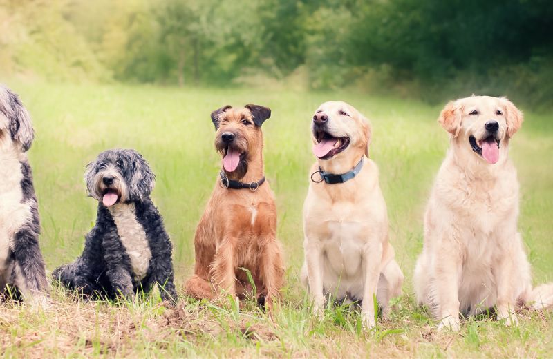 Hunderassen Mit Bildern Erstaunlich H ssliche Hunde Mit Bildern Hunderassen Mit Bildern Erstaunlich H ssliche Hunde Mit Bildern