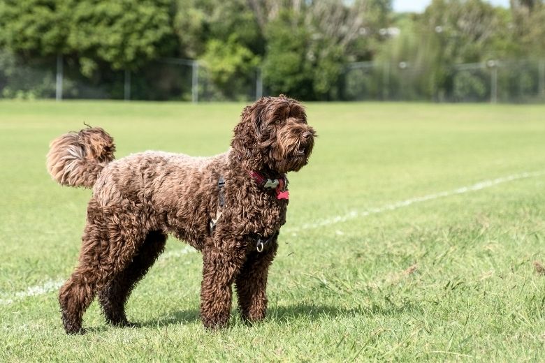 Hunderassen für Berufstätige von A bis Z | edogs Magazin