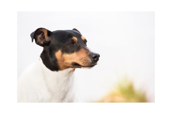 Kopf eines Ratonero Bodeguero Andaluz von der Seite