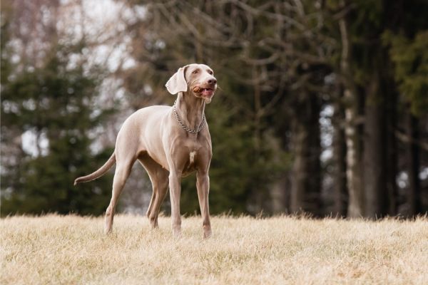 Ein heller Hund steht auf einem Feld.