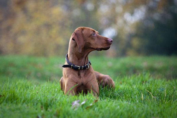 Rotbrauner Hund liegt auf einer Wiese