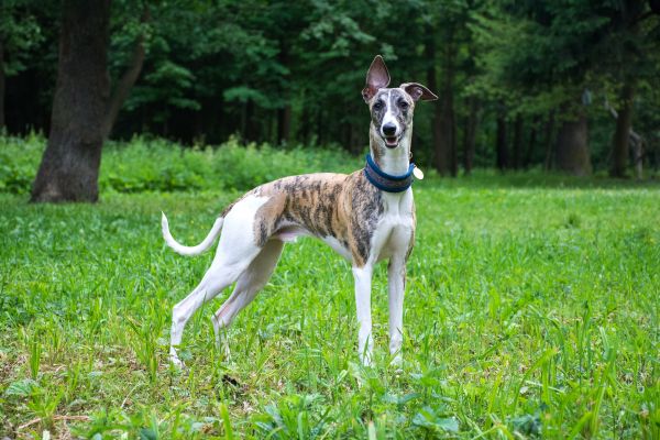 Schlanker Hund mit braun weißem Fell auf einer Wiese.