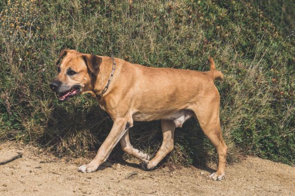 Hellbrauner Hund mit kompaktem Körper läuft über einen Sandweg.