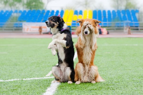 Hundetricks: 2 Hunde machen Männchen
