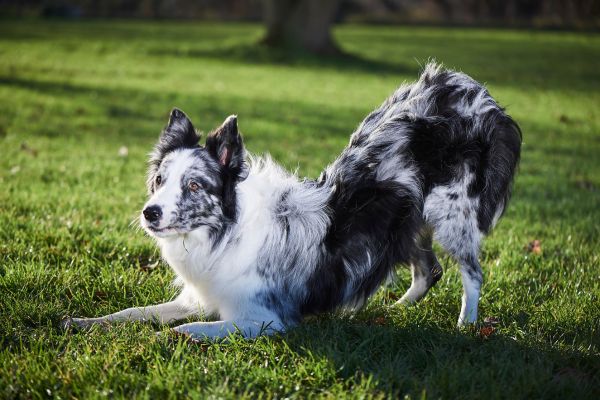 Hundetricks: Hund verbeugt sich