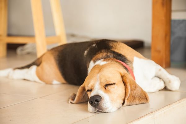 Hyperaktiver Hund: Hund schläft auf Boden.