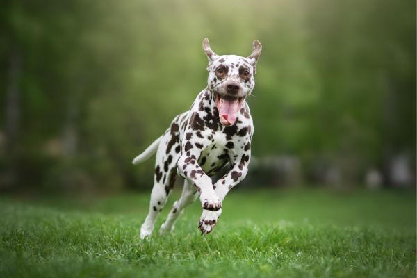 Hyperaktiver Hund: Hund rennt auf Gras.