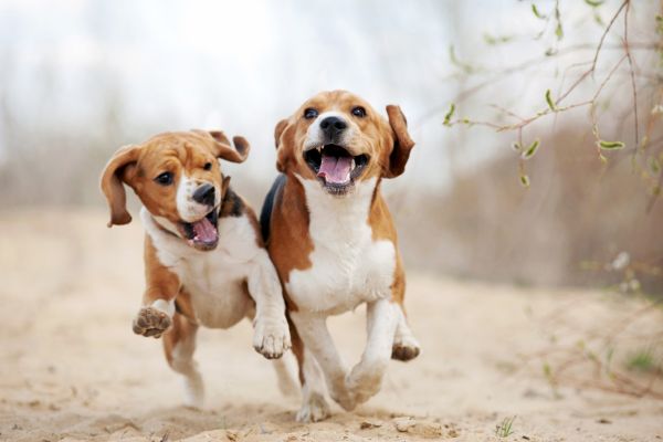 Hyperaktiver Hund: 2 Hunde rennen Seite an Seite.