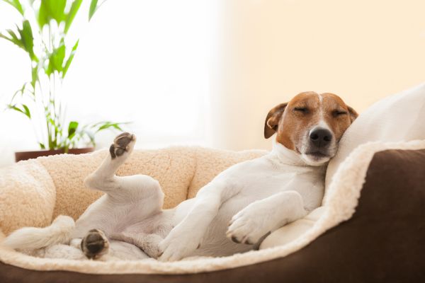 Hyperaktiver Hund: Hund liegt auf Körbchen.