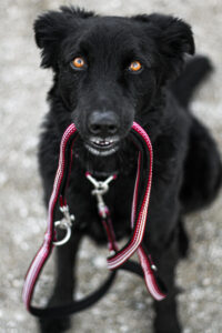 Schwarzer Hund hat eine Leine im Mund