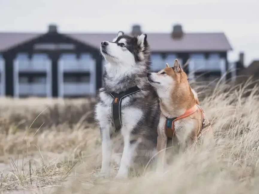 Hvidbjerg Strand Feriepark - Zwei Hunde sitzen nebeneinander. Im Hintergrund ist ein Gebäude