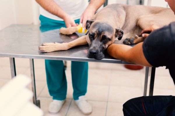 IBD: Hund liegt auf Tierarzttisch