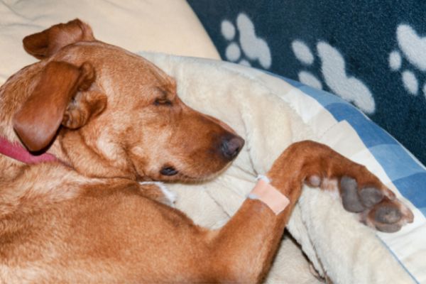 Ibd: Hund liegt auf Decke