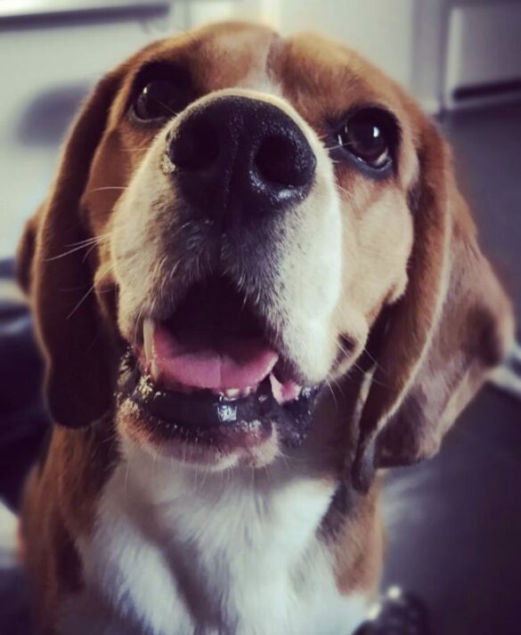 Mundgeruch beim Hund edogs
