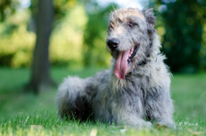 Irischer Wolfshund in der Natur