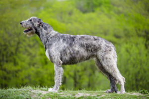 Irischer Wolfshund von der Seite