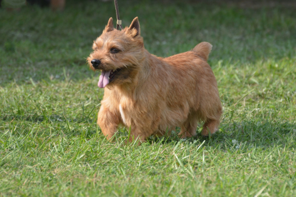 Irish Glen of Imaal Terrier im Auslauf