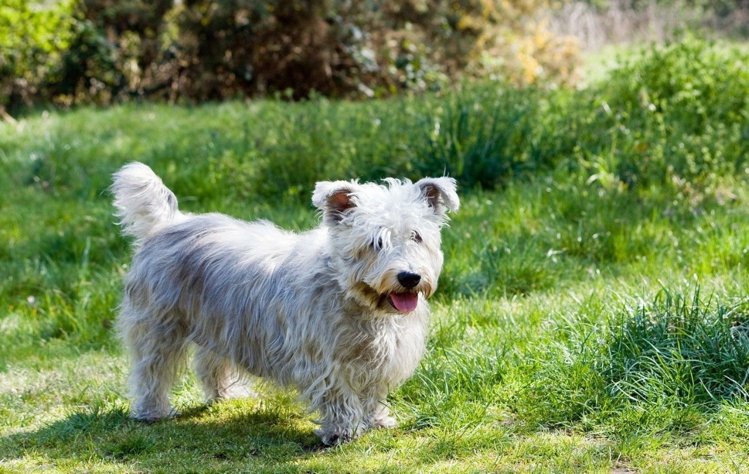 Glen of Imaal Terrier im Portrait