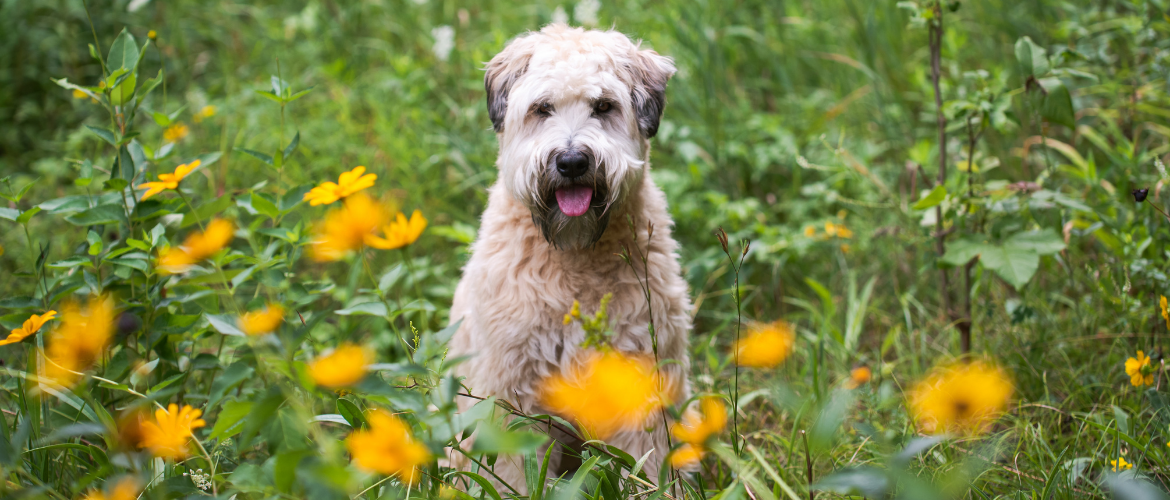 Irish Glen of Imaal Terrier in der Natur