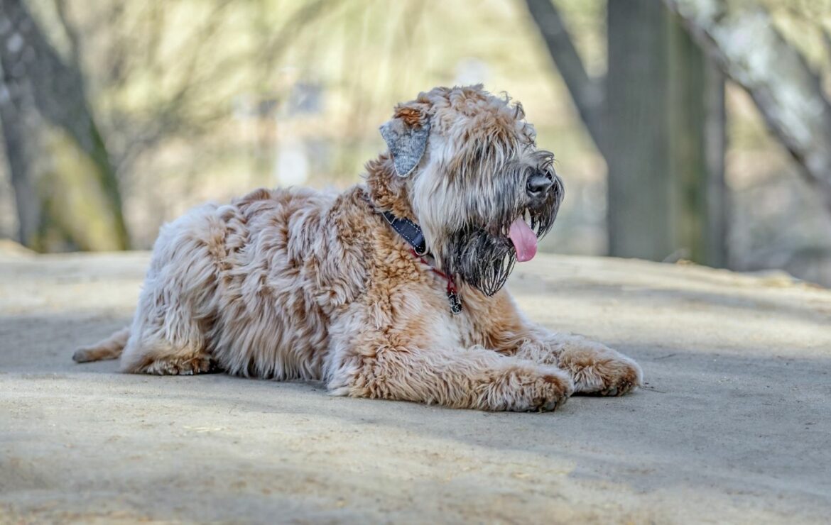 Irish Soft Coated Wheaten Terrier - Steckbrief, Charakter, Wesen und