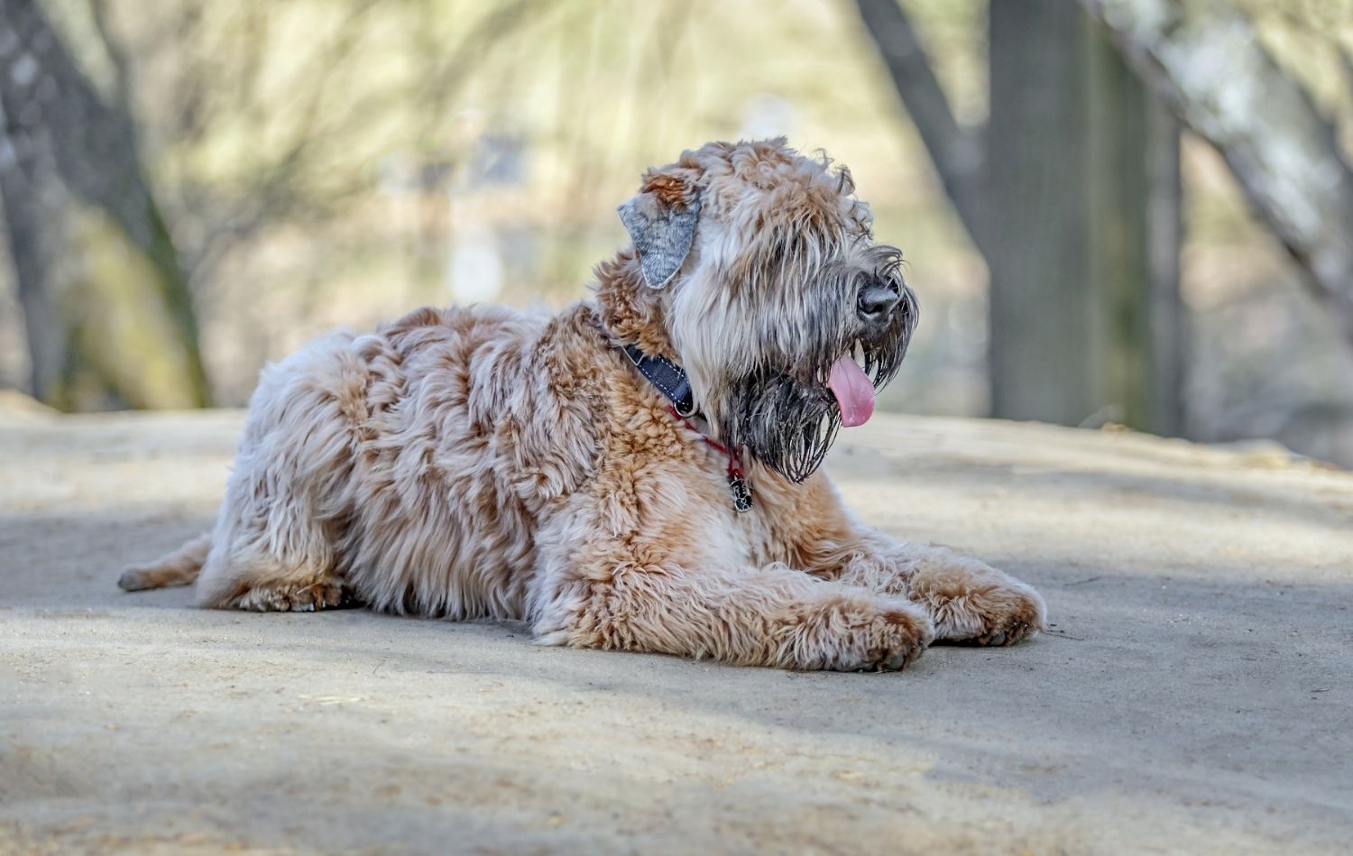 Irish Soft Coated Wheaten Terrier im Liegen