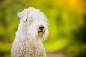 Irish Soft Coated Wheaten Terrier Kopf