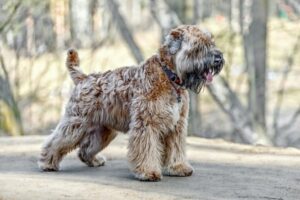 Irish Soft Coated Wheaten Terrier von der Seite