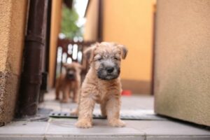 Irish Soft Coated Wheaten Terrier Welpen