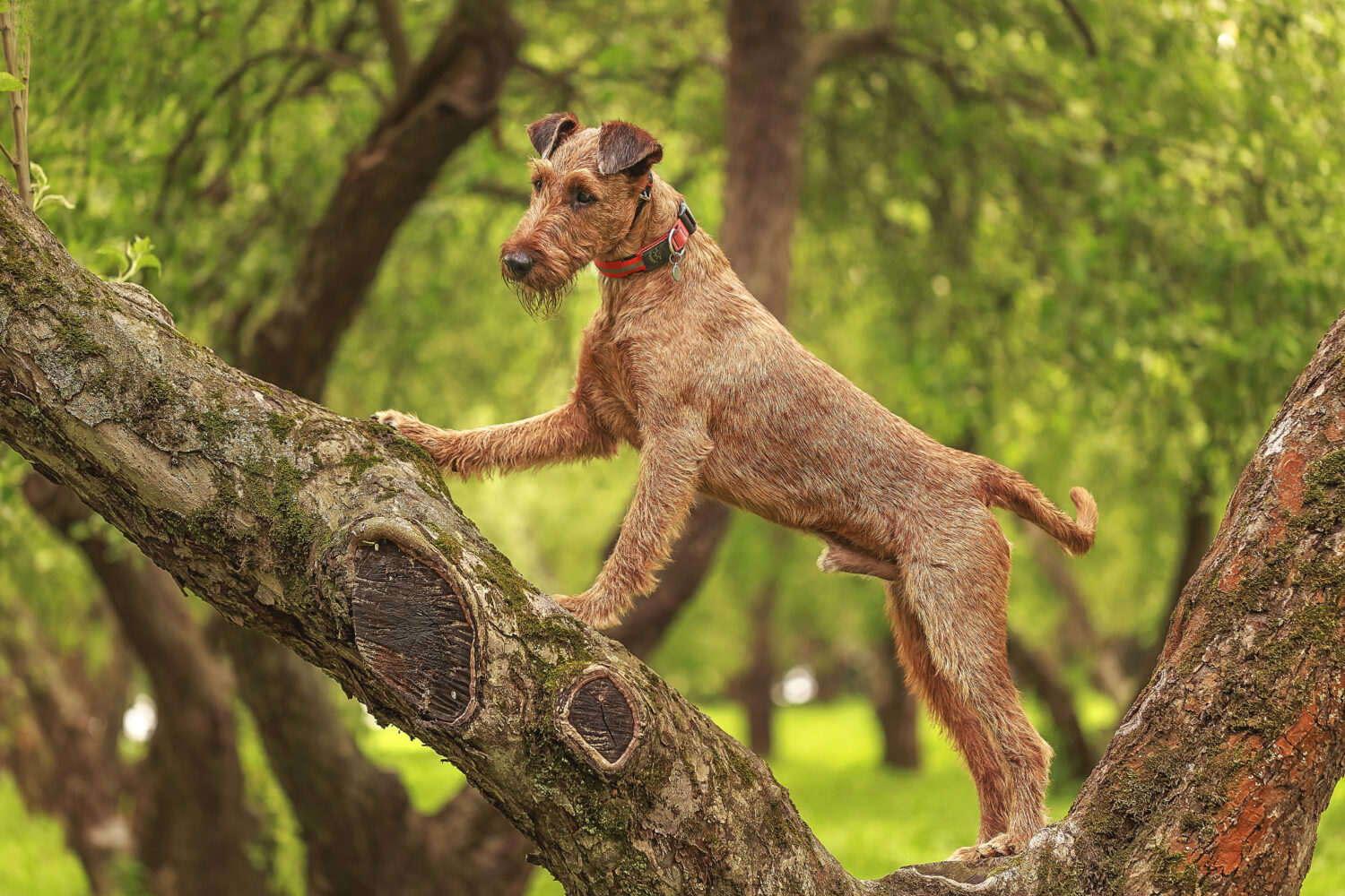 Irish Terrier auf dem Baum