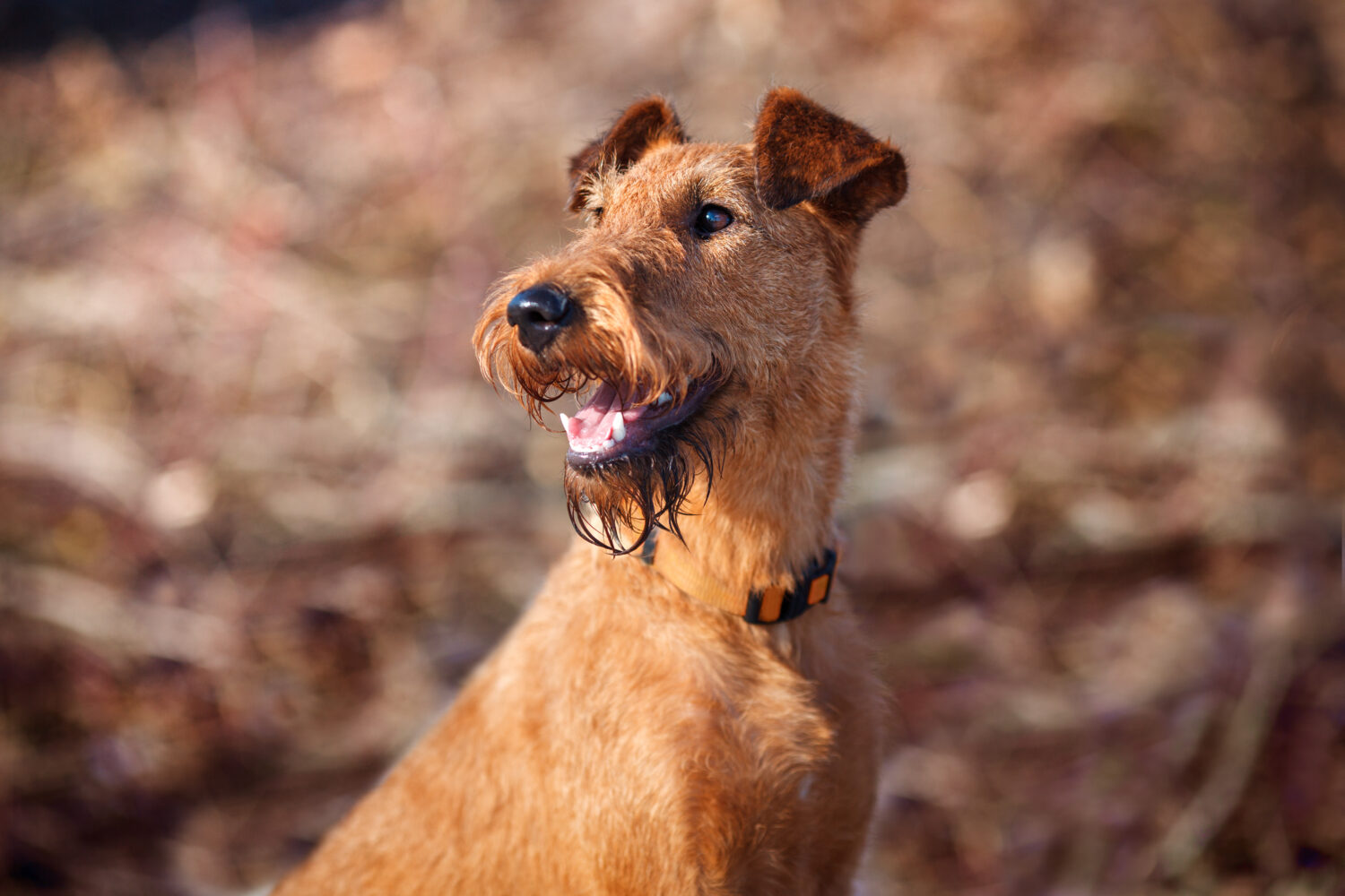 Irish Terrier im Portrait