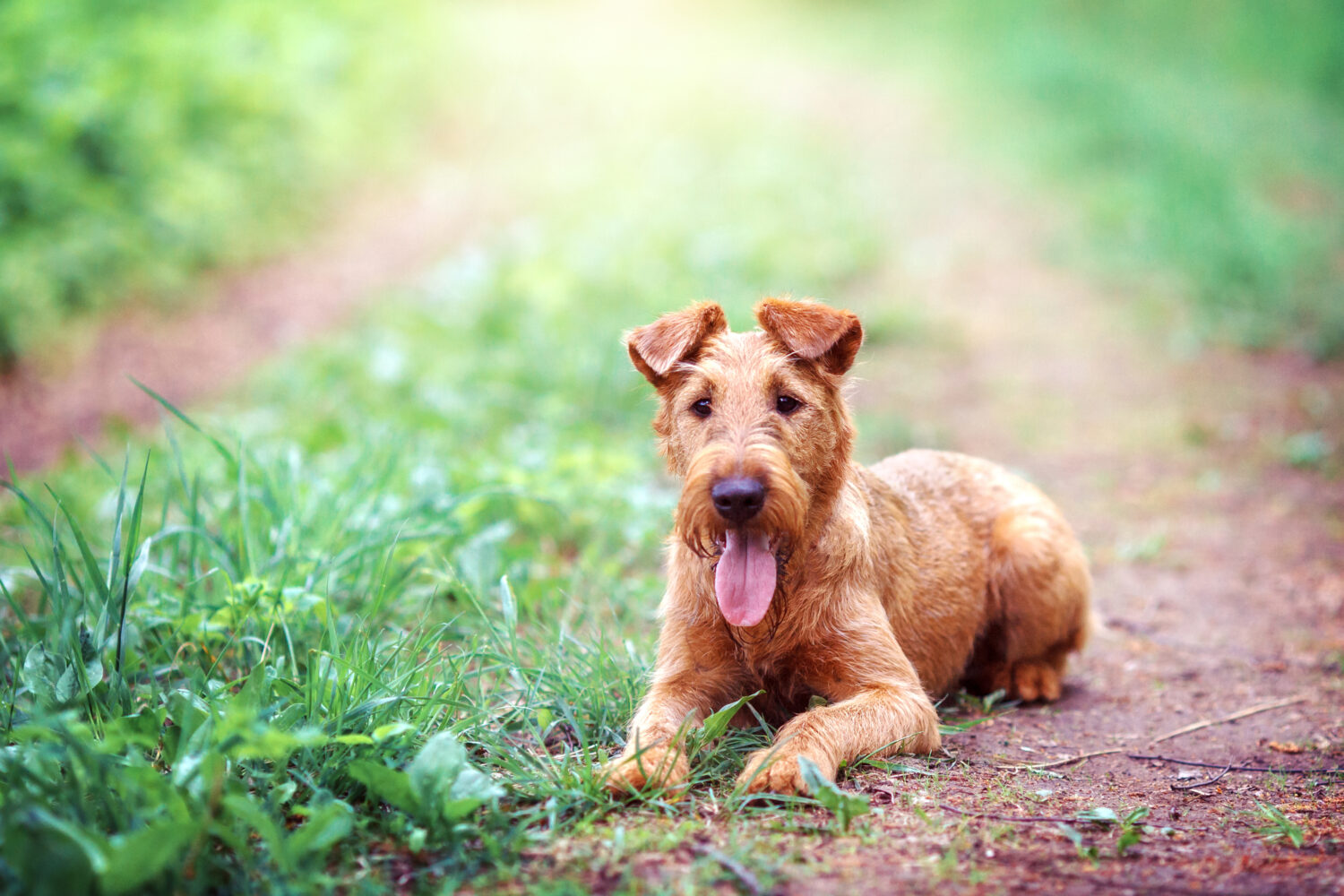 Irish Terrier in der Natur