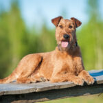 Terrier Hunderassen: Airedale Terrier