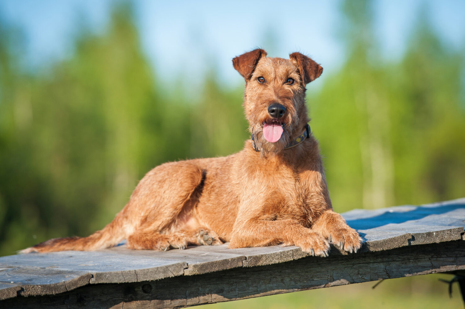 Terrier Hunderassen: Airedale Terrier