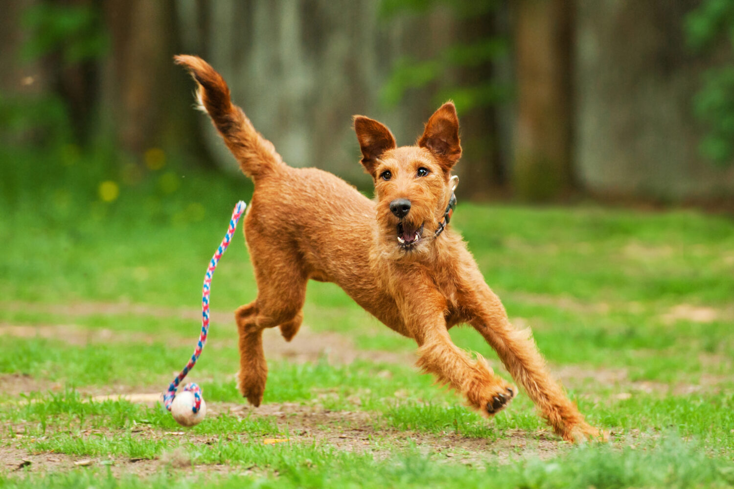 Irish Terrier mit Ball