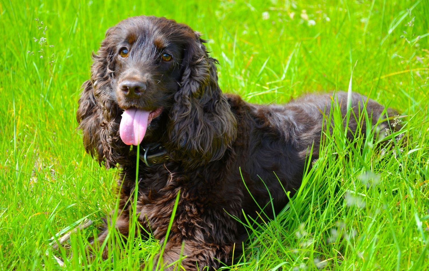 Irish Water Spaniel im Rasen