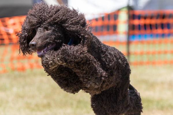 Irish Water Spaniel im Sprung