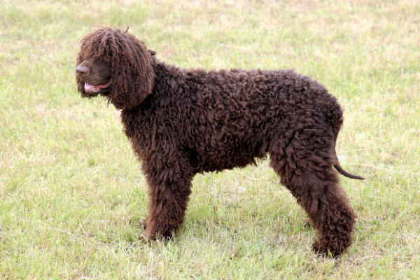 Irish Water Spaniel von der Seite